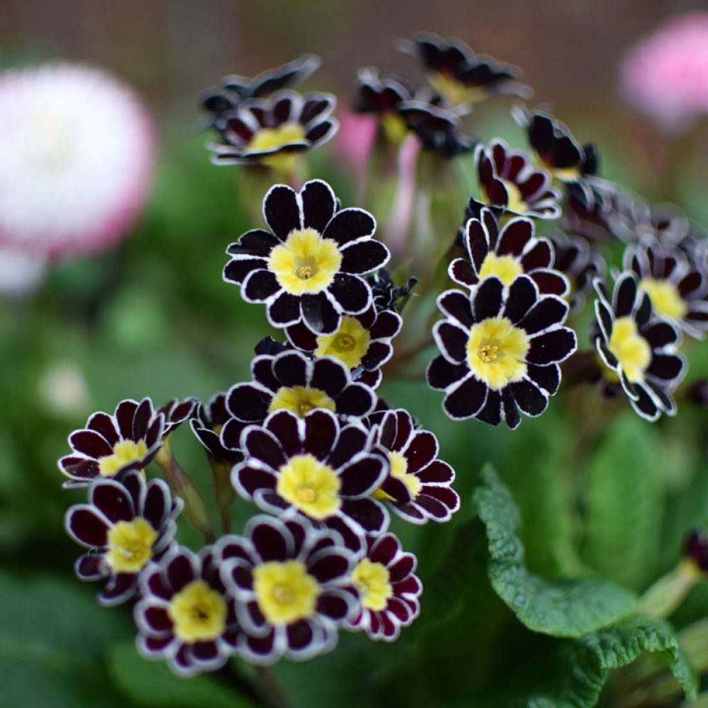 Primula eliator Gold Lace Black