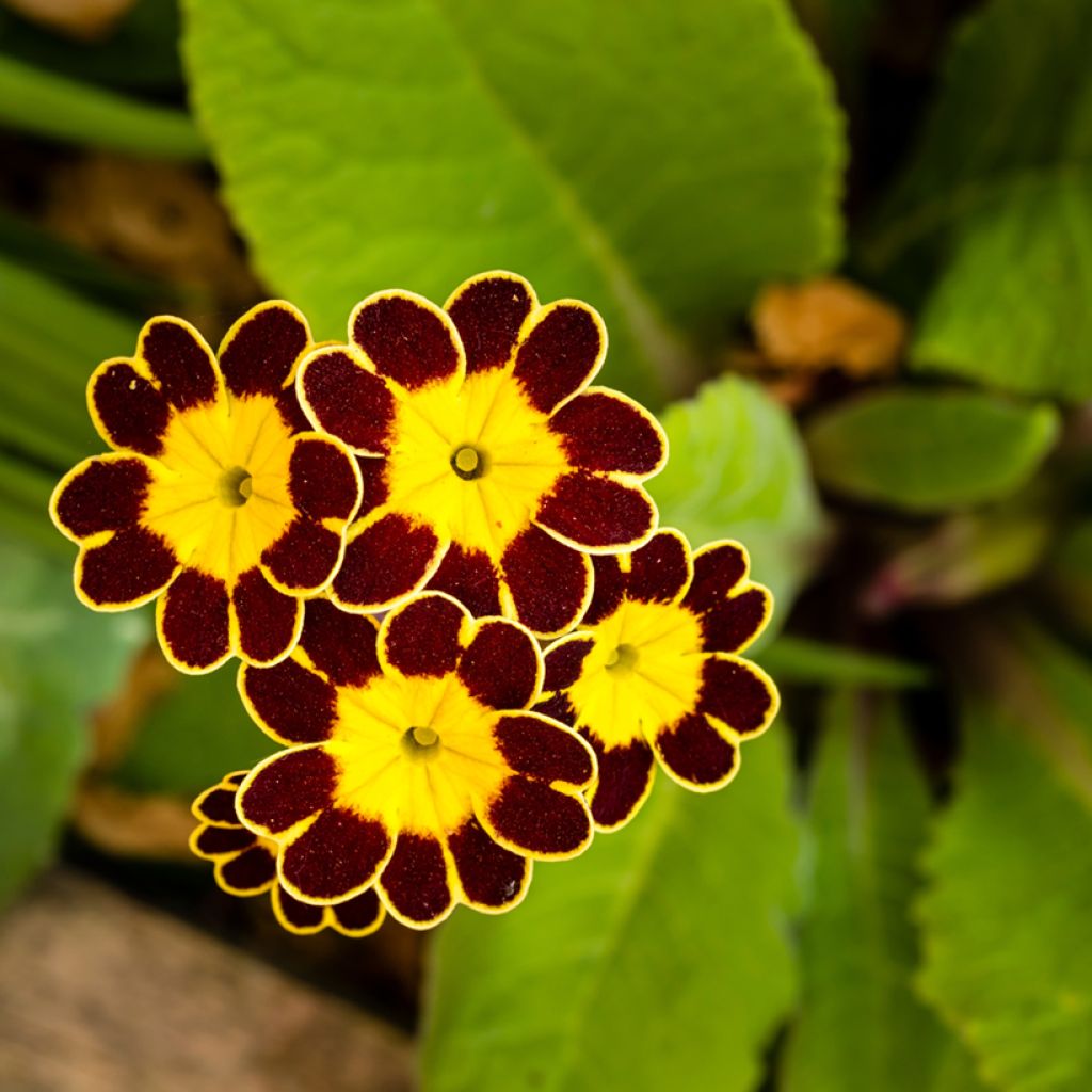 Primula eliator Gold Lace Red