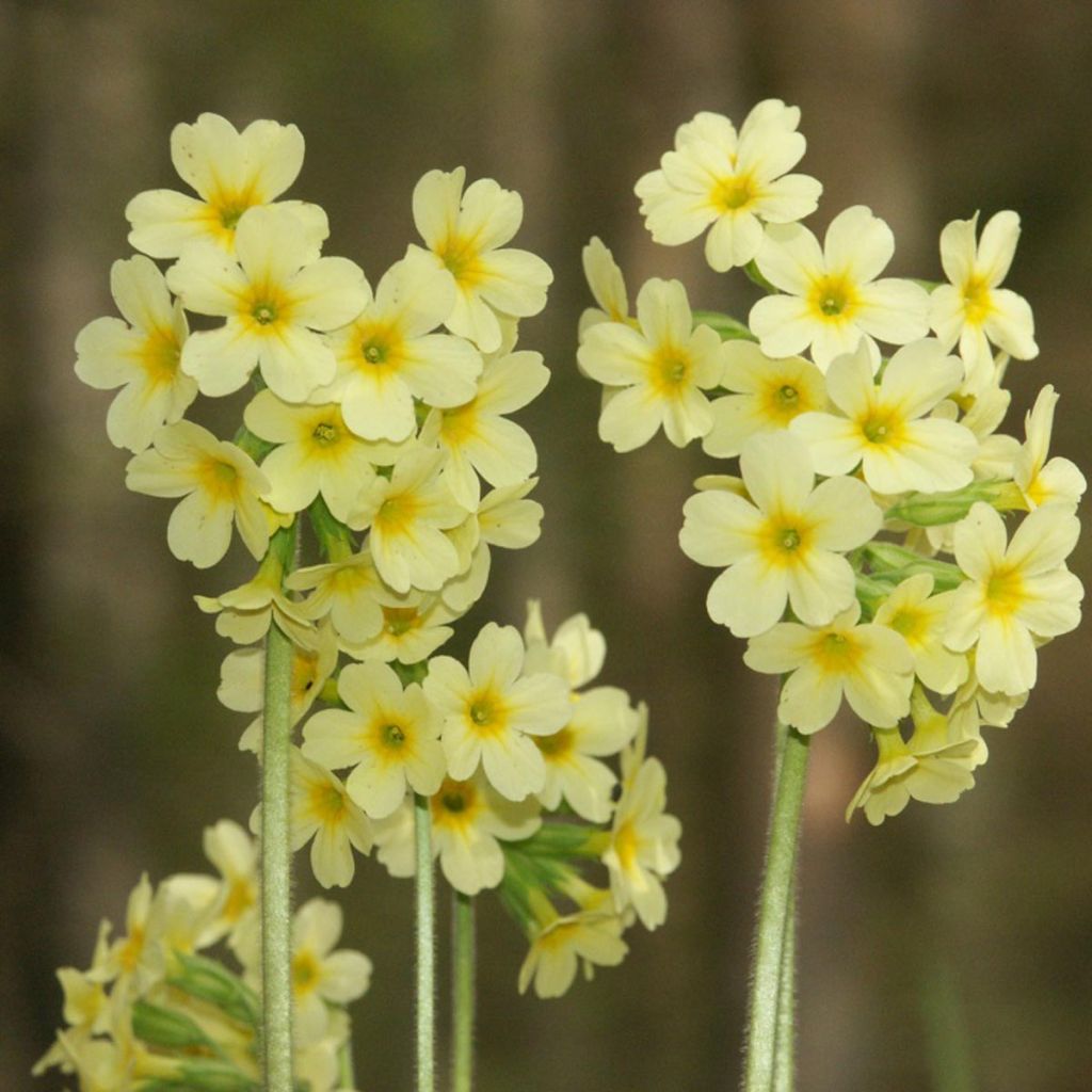 Primula elatior double Rubens