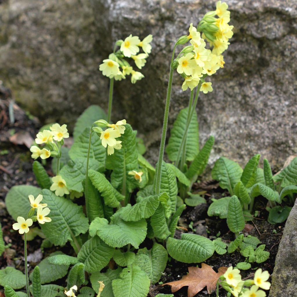 Primula elatior double Rubens