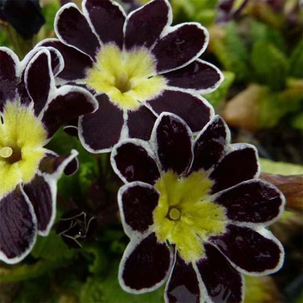 Primula eliator Victoriana Silver Lace Black