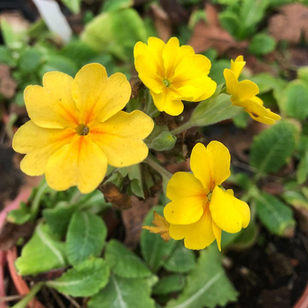 Primula eliator Veristar Yellow