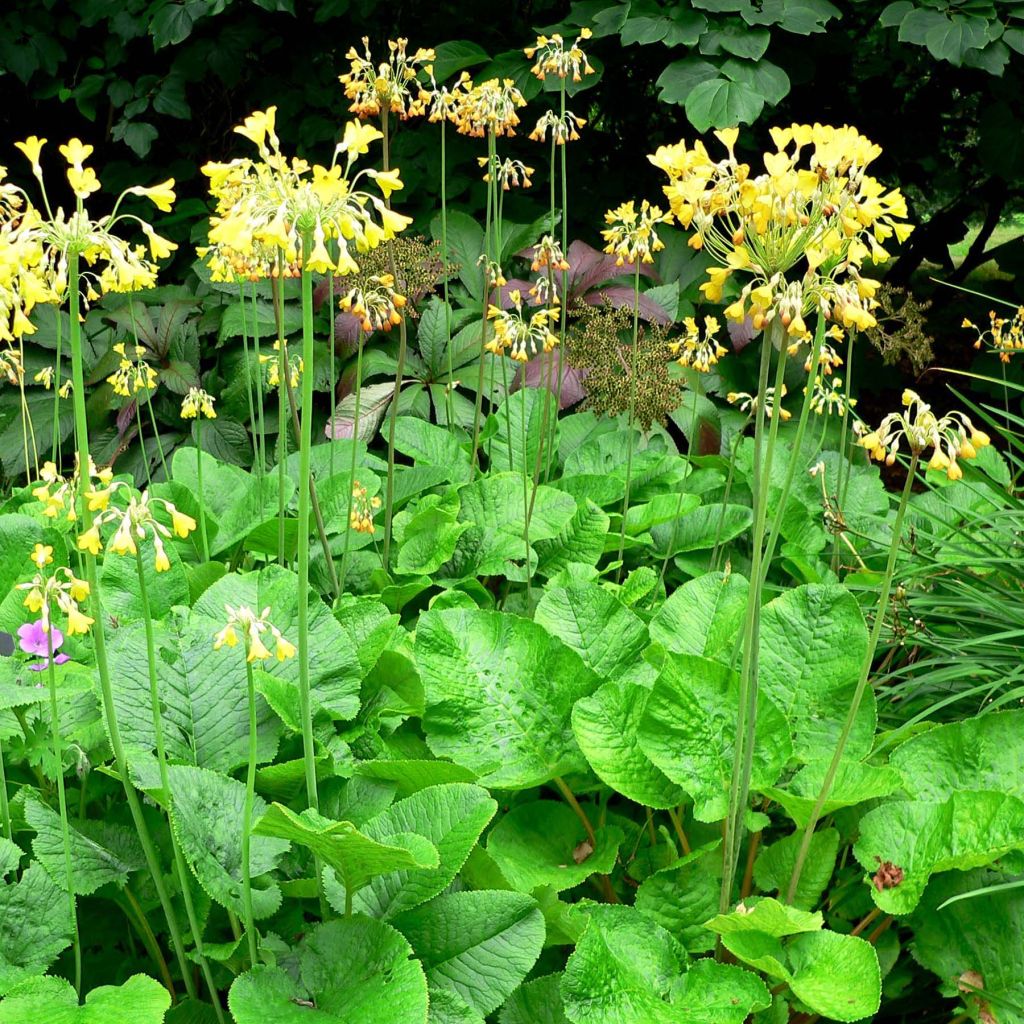 Primula florindae