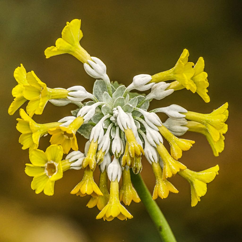 Primula florindae