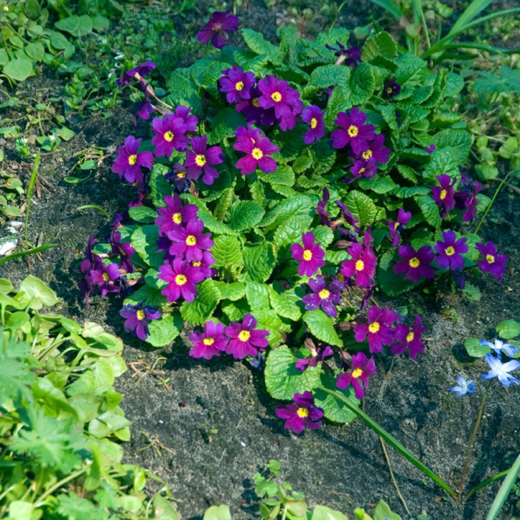 Primula juliae Wanda