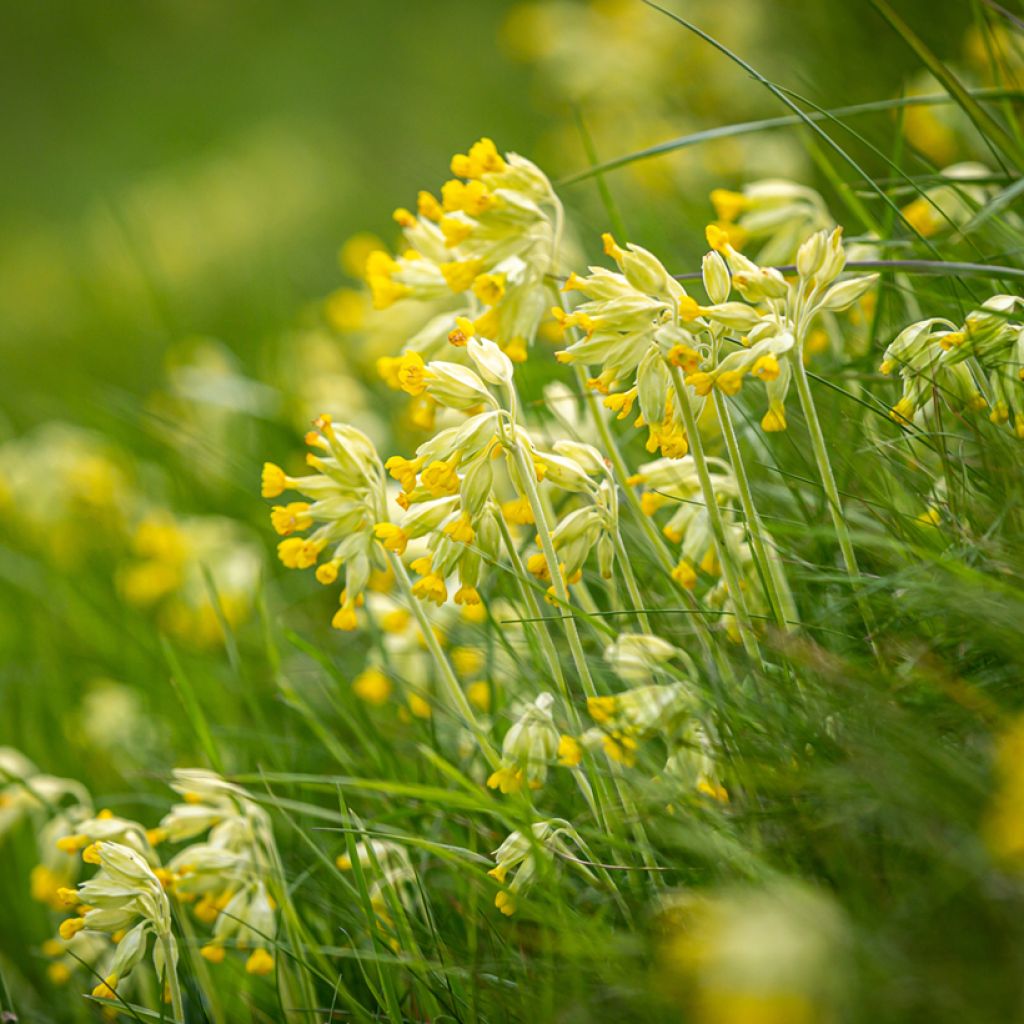 Primula veris