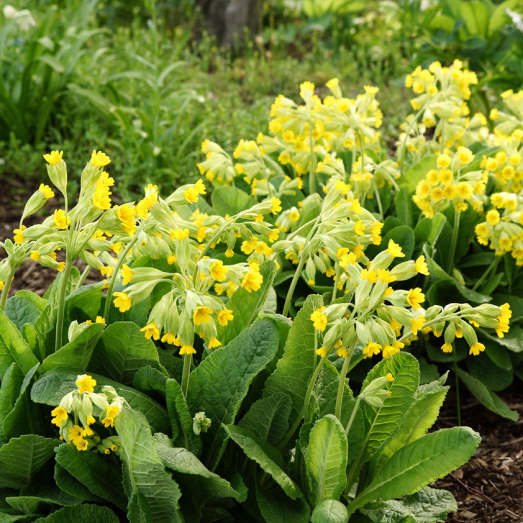 Primula veris