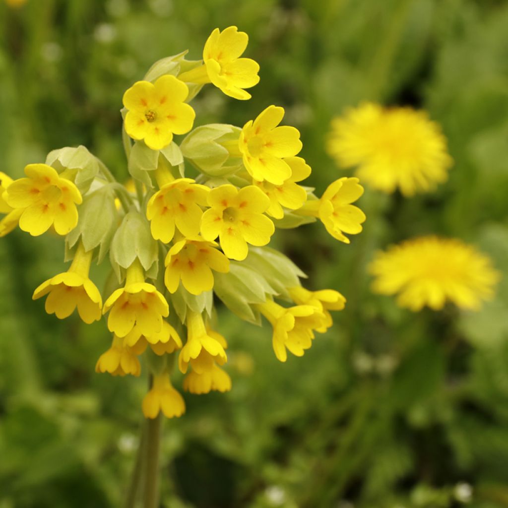 Primula veris