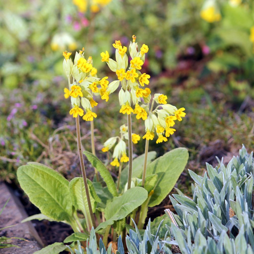 Primula veris