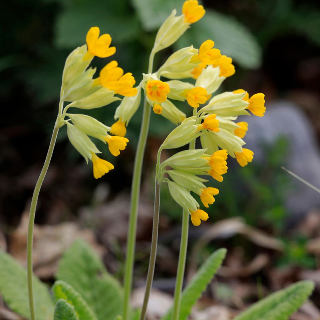 Primula veris