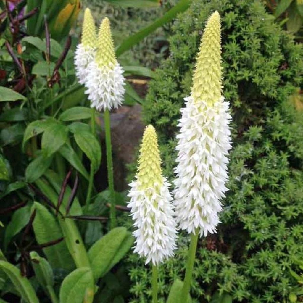 Primula vialii Alison Holland