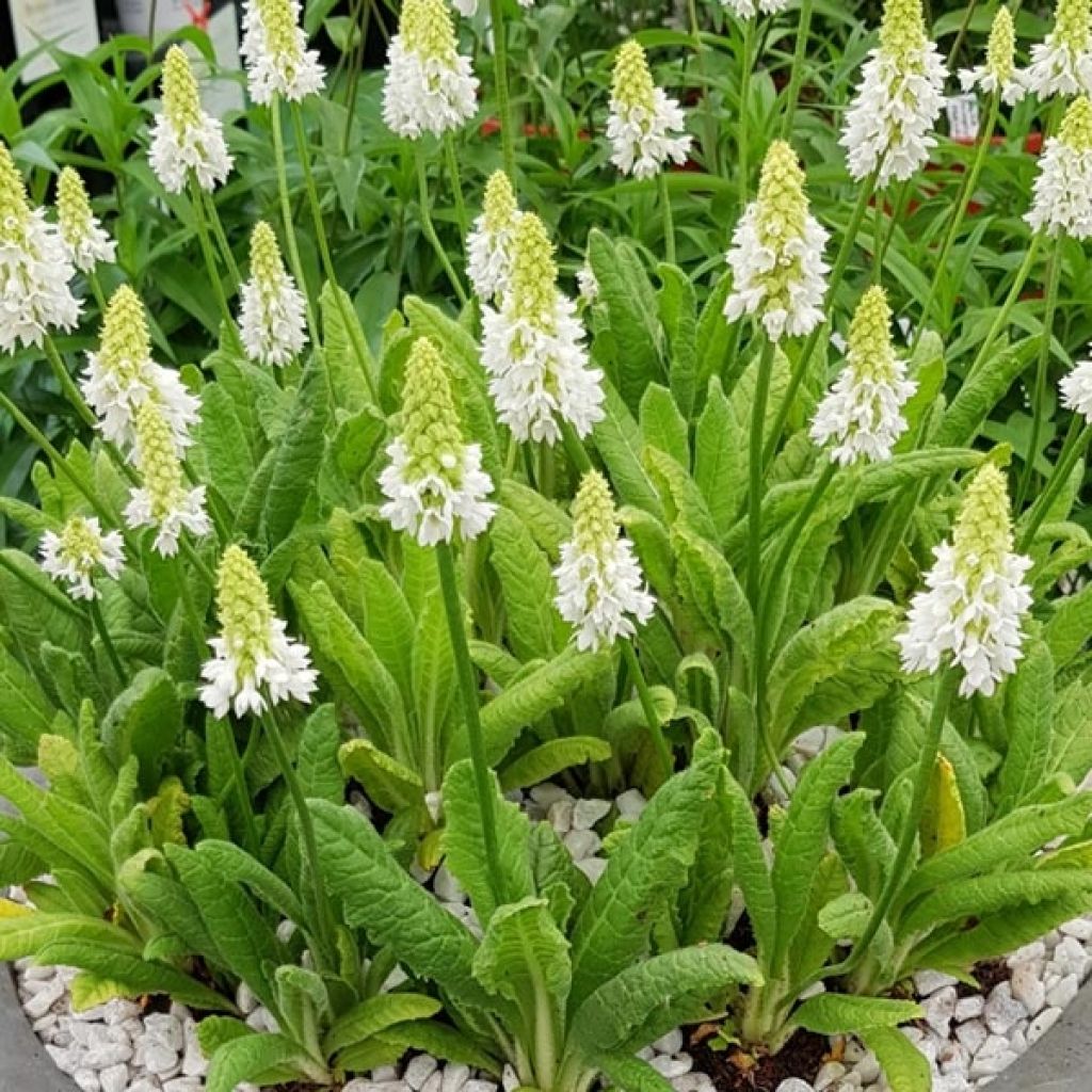 Primula vialii Alison Holland