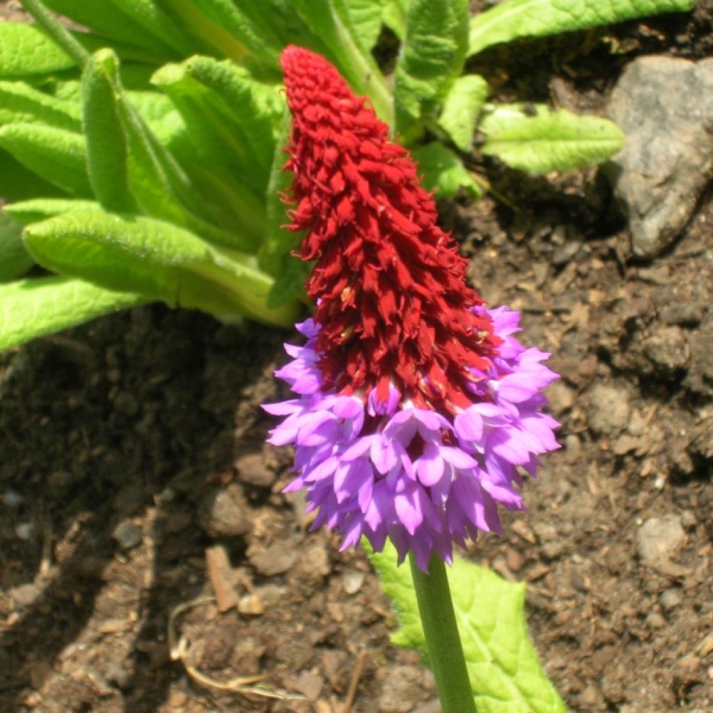 Primula vialii