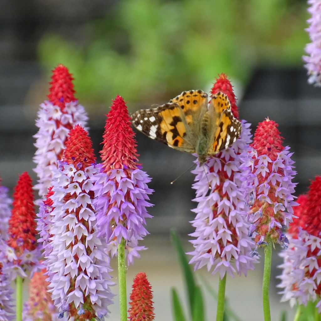 Primula vialii