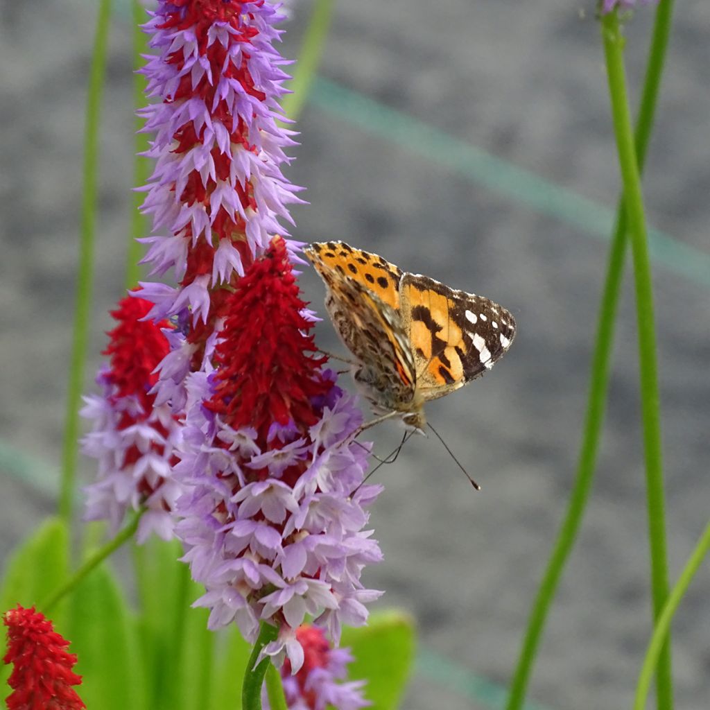 Primula vialii