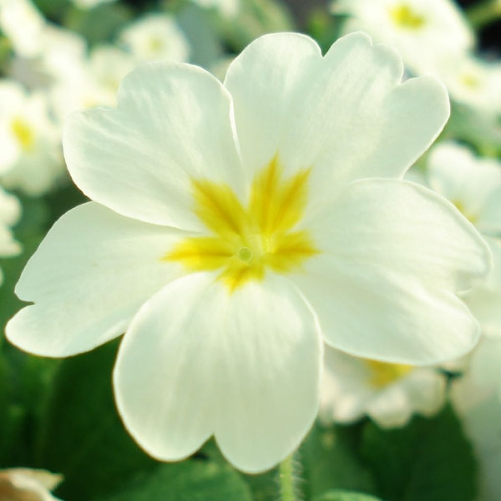 Primula vulgaris