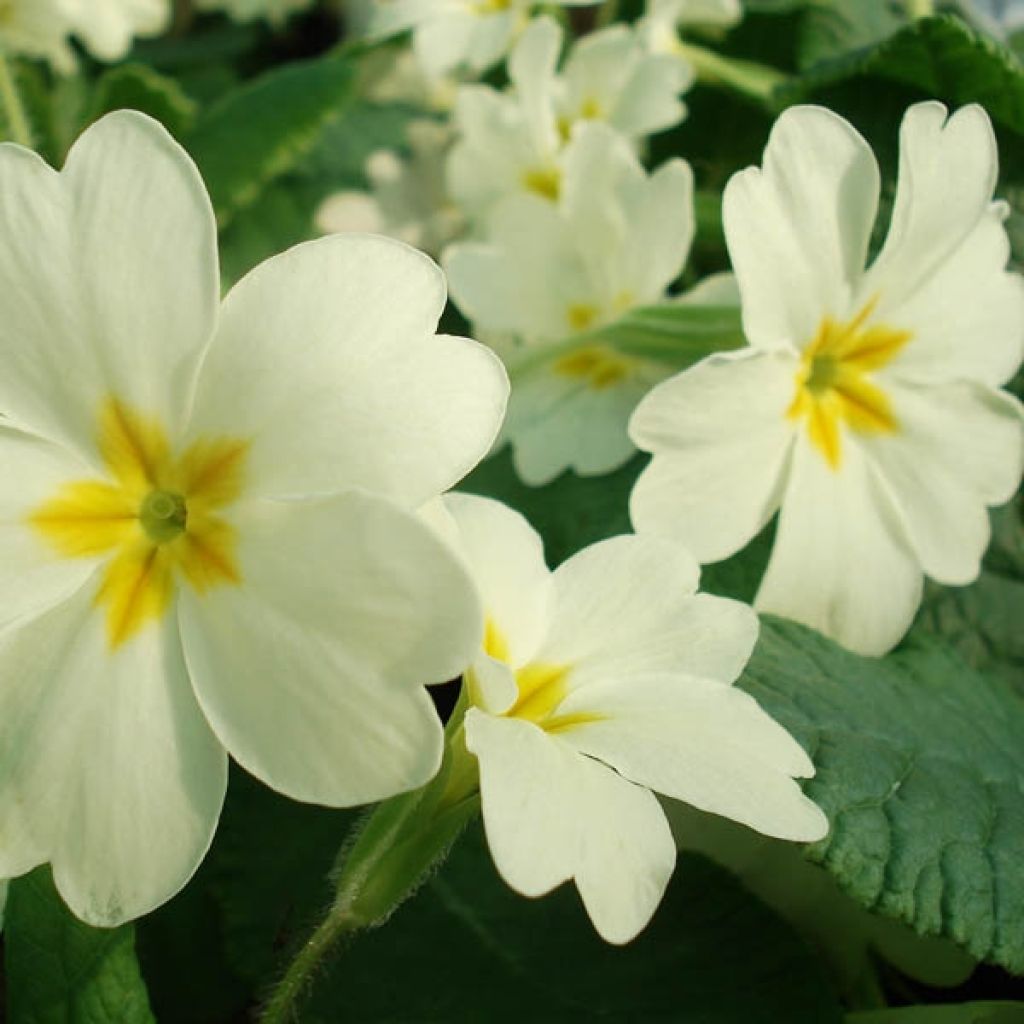 Primula vulgaris