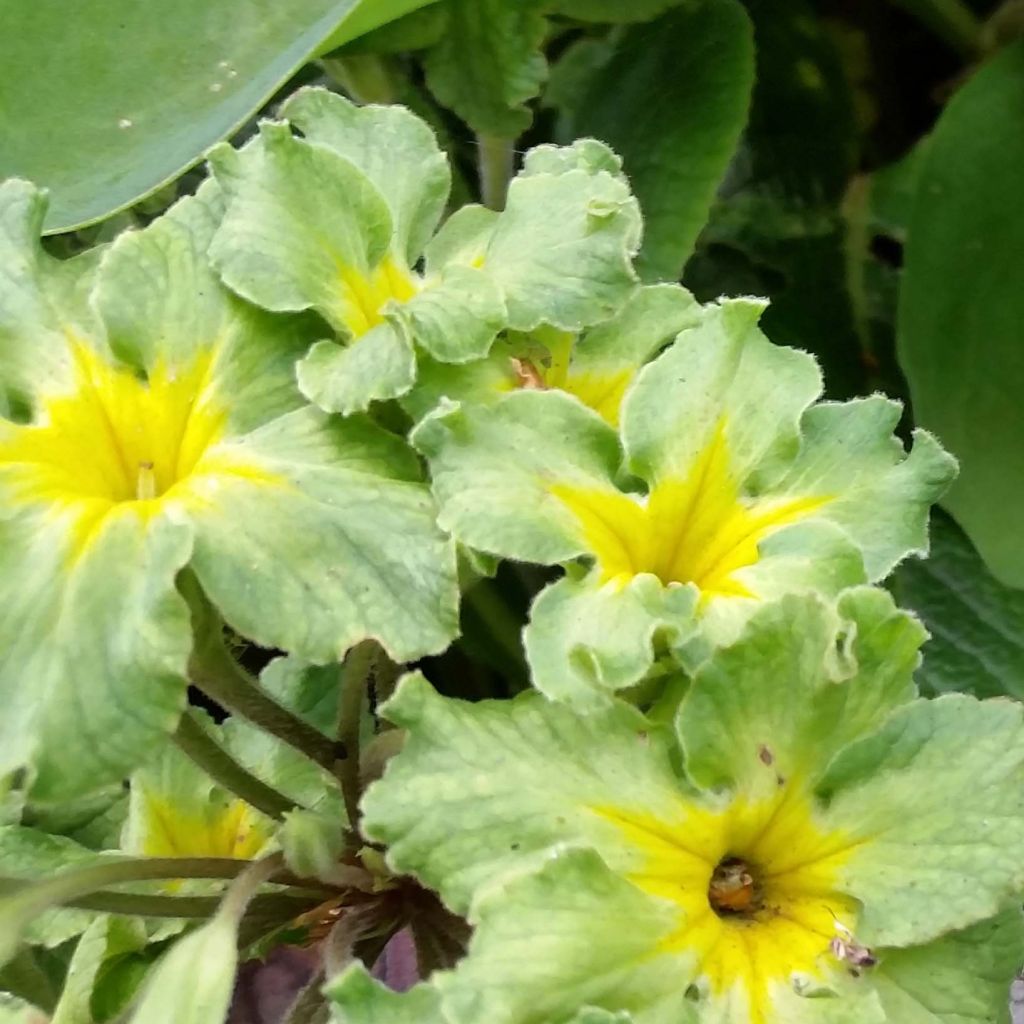 Primula vulgaris Francesca