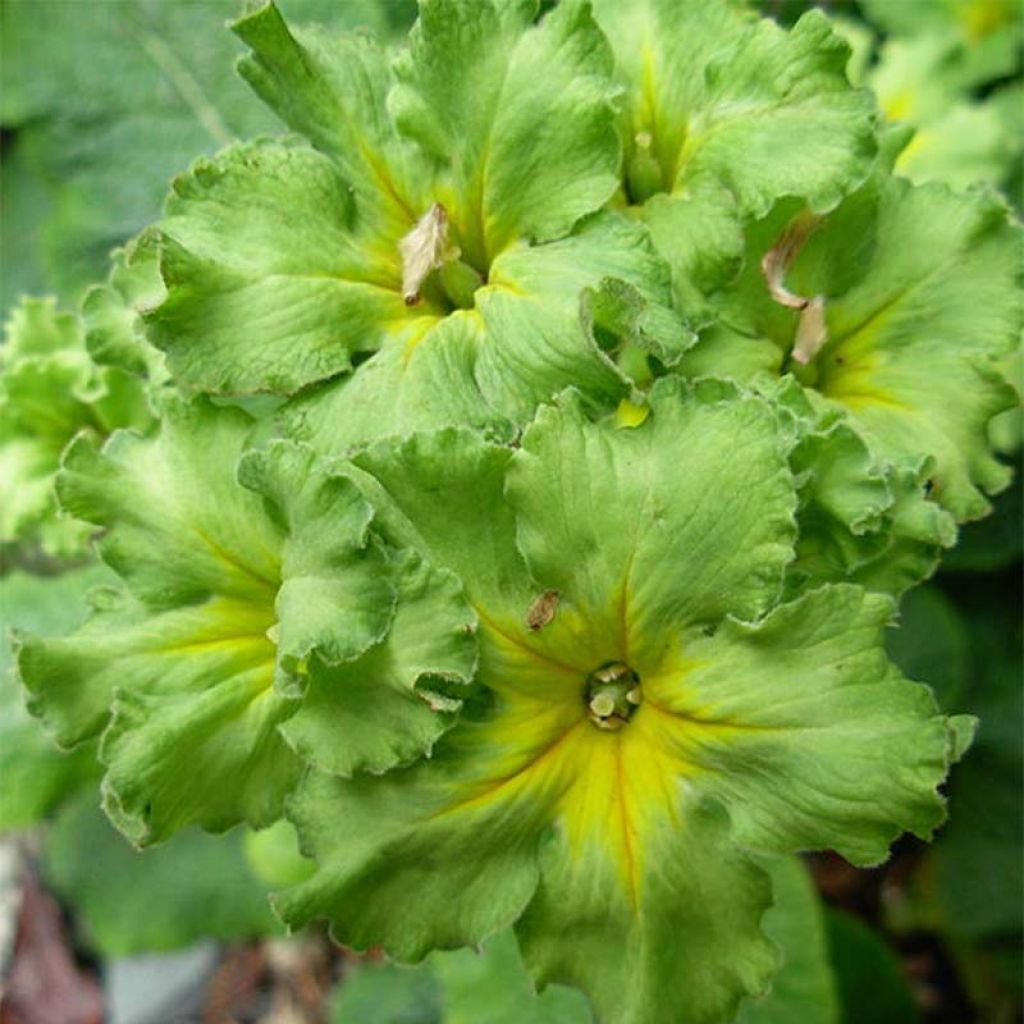 Primula vulgaris Francesca