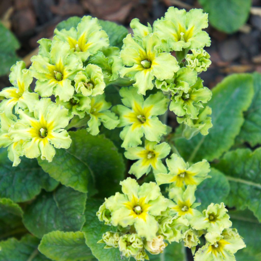 Primula vulgaris Francesca