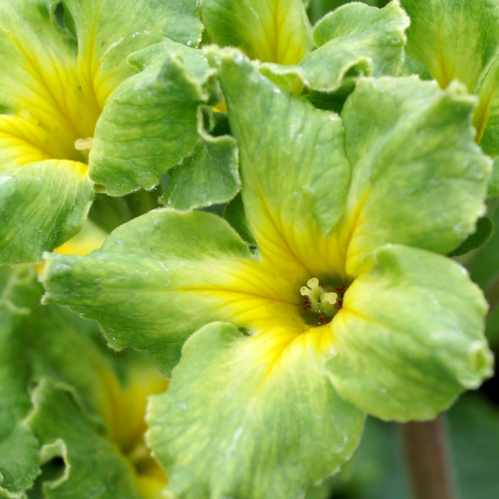 Primula vulgaris Francesca