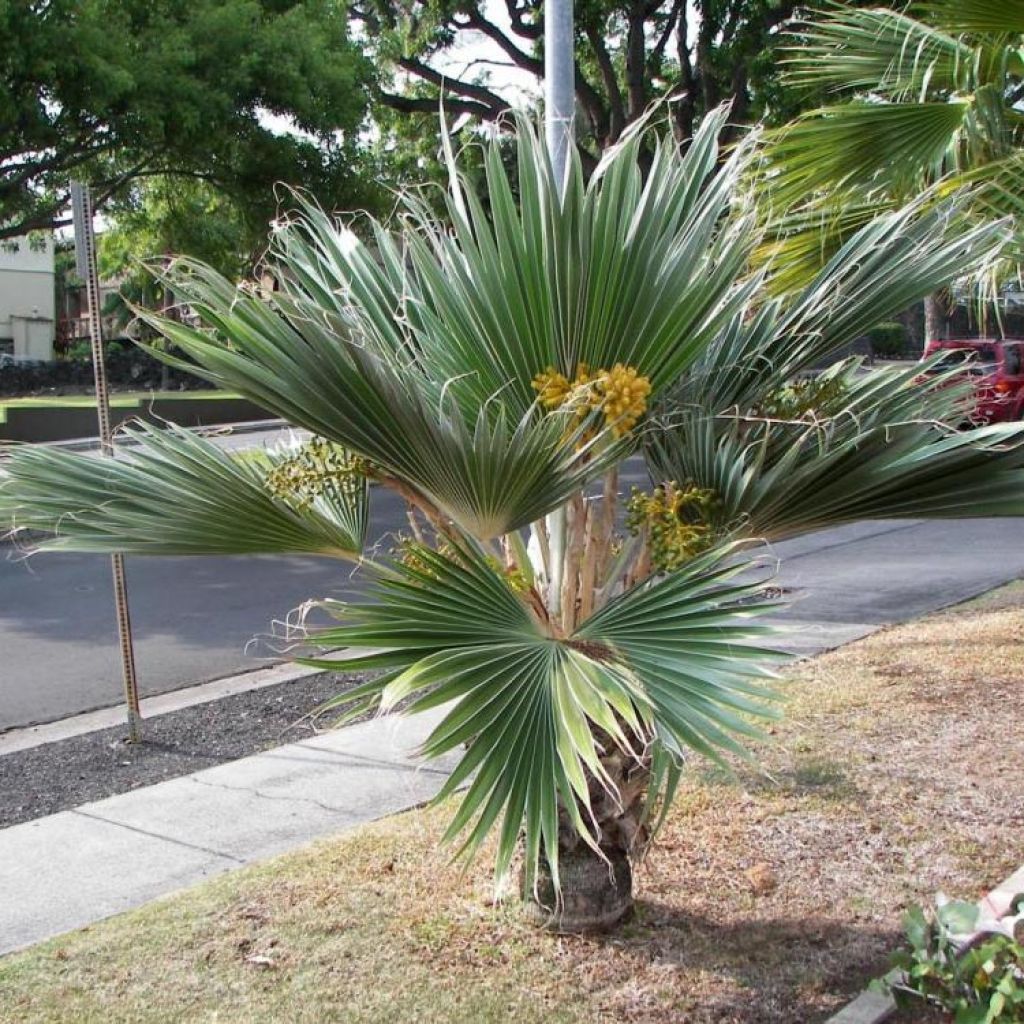 Pritchardia hillebrandii Blue Moon - Palmier d'Hawaï