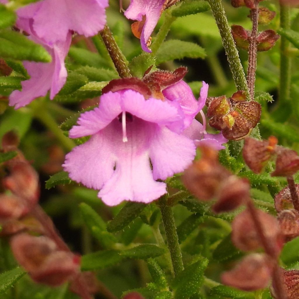 Prostanthera rotundifolia Rosetta