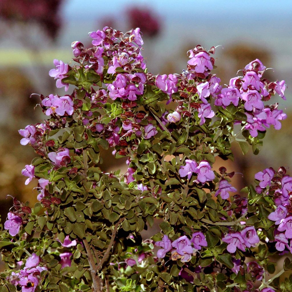 Prostanthera rotundifolia - Menthe d'Australie, Menthe en arbre.