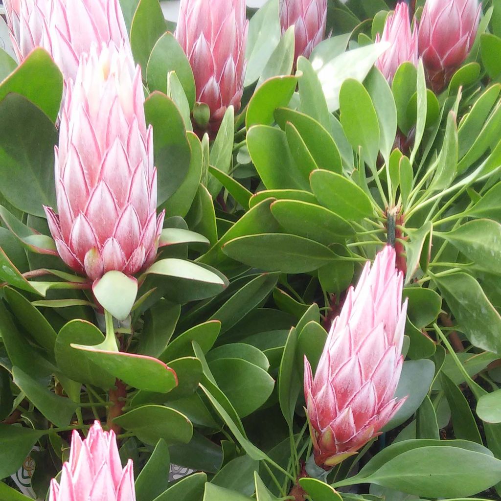 Protea Little Prince - Protée royale