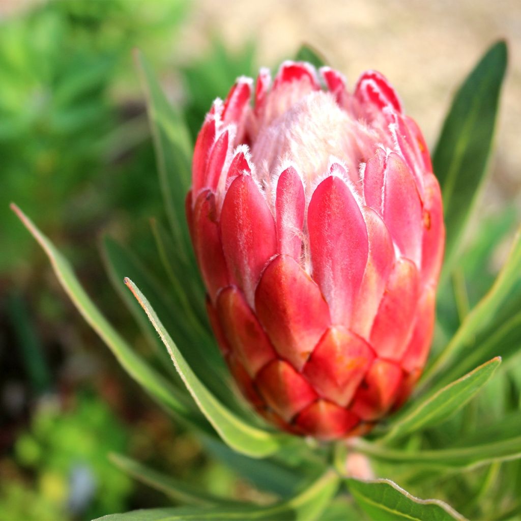 Protea Pink Ice - Protée hybride