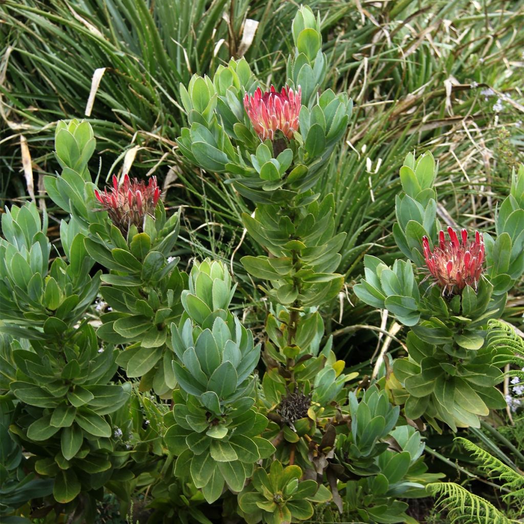 Protea eximia - Protée à feuilles larges