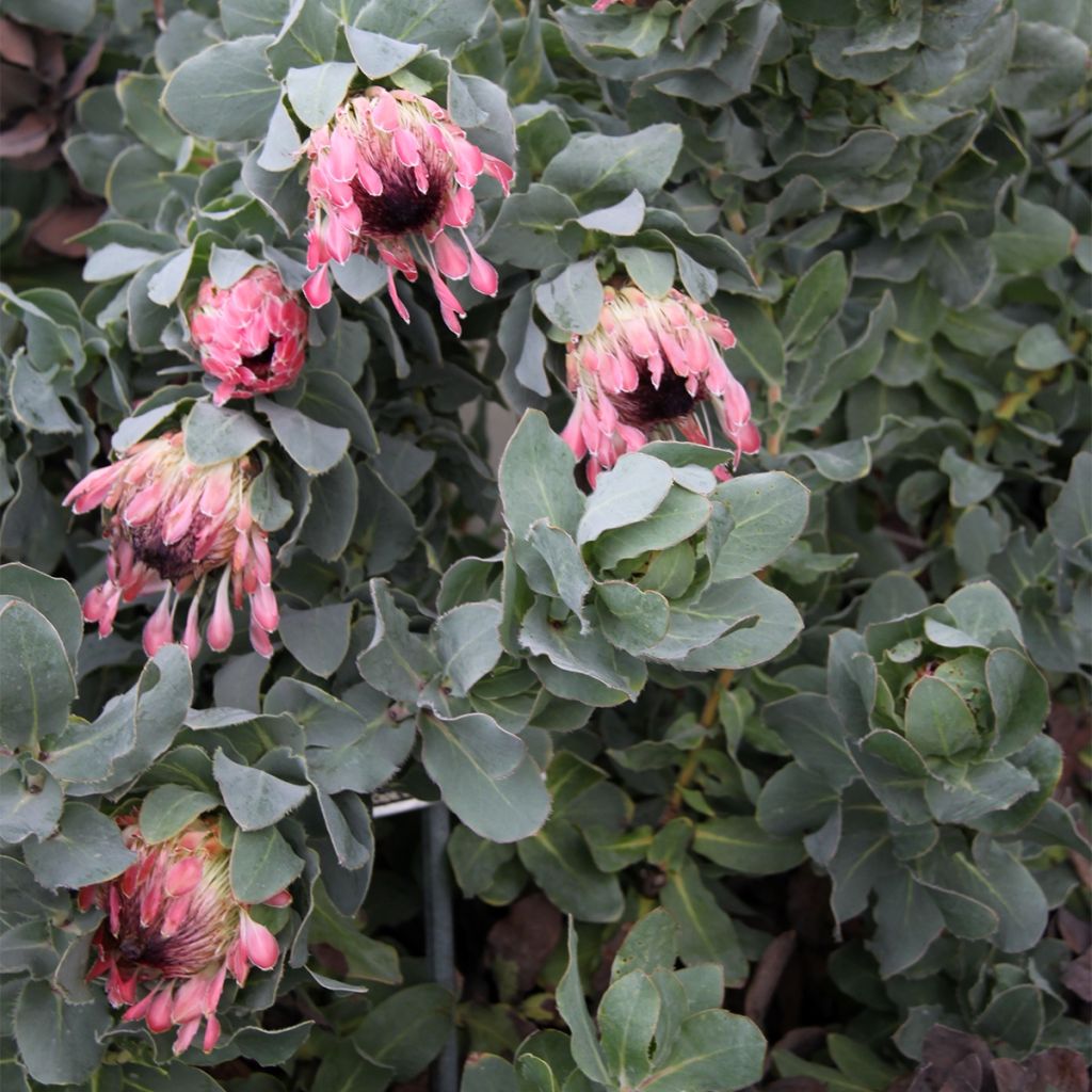 Protea eximia - Protée à feuilles larges