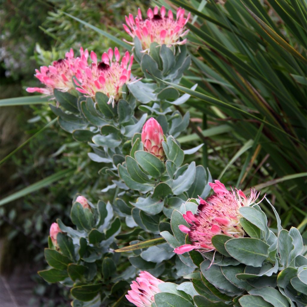 Protea eximia - Protée à feuilles larges