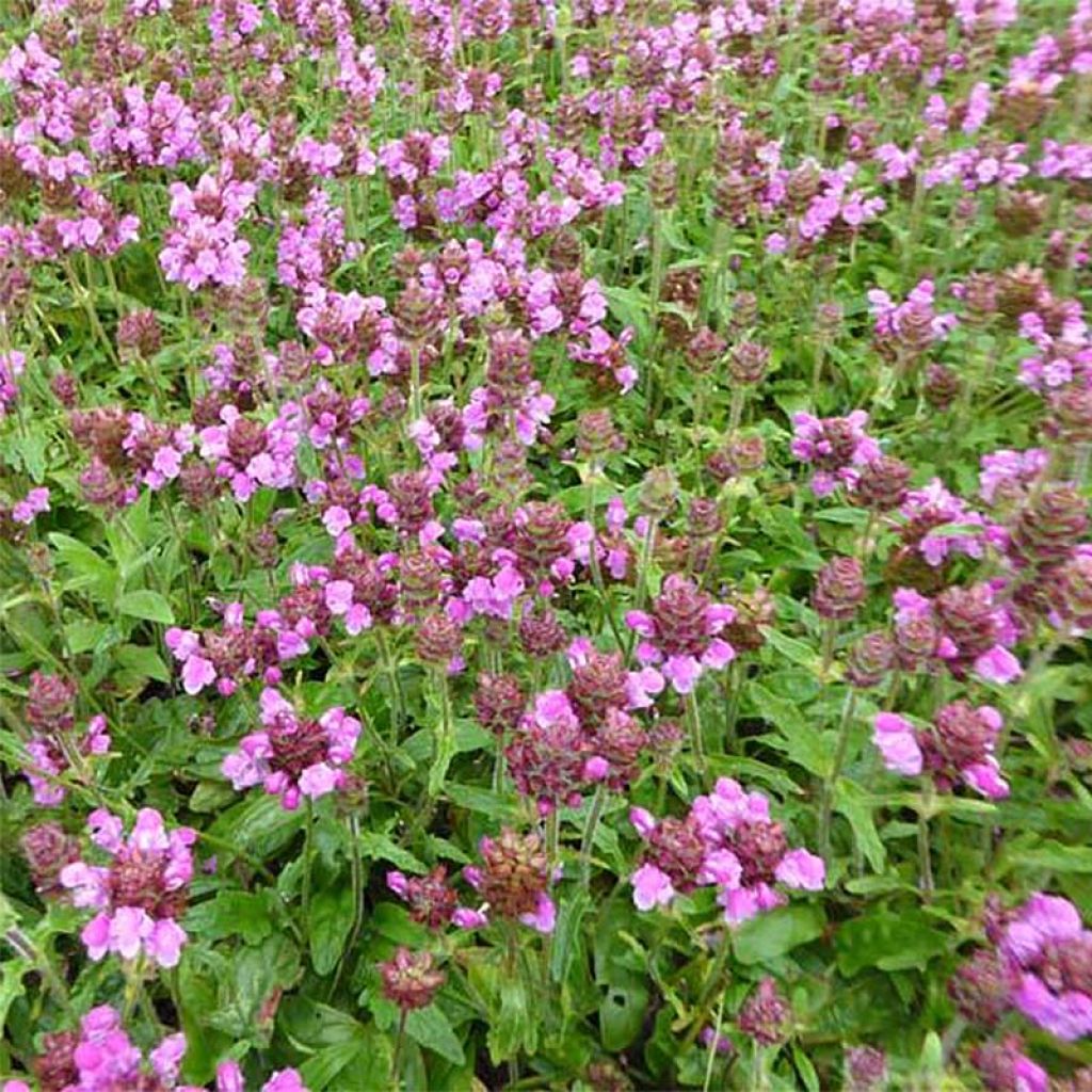 Prunella (x) webbiana Rosea - Brunelle hybride rose.