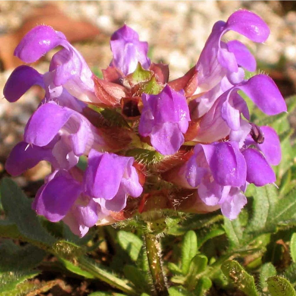 Prunella grandiflora Bella Deep Rose - Brunelle à grandes fleurs