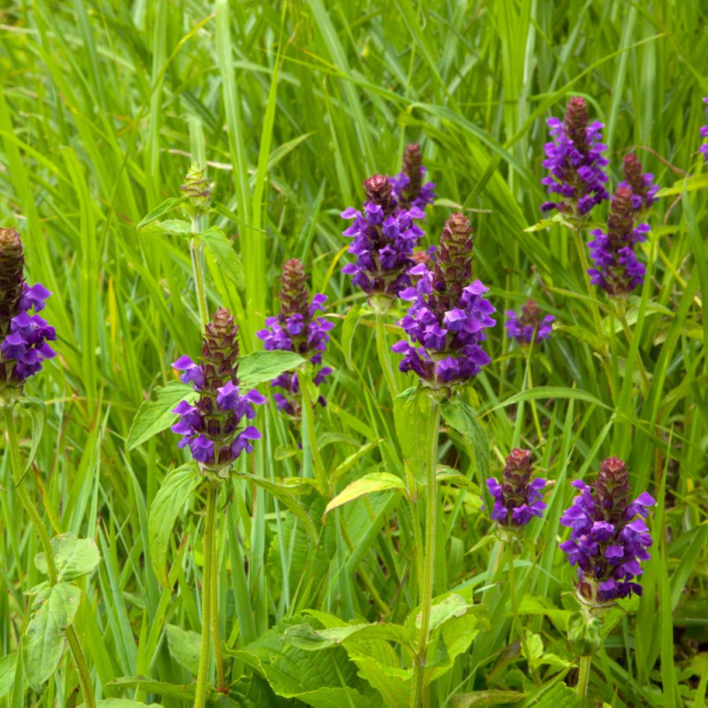 Prunella vulgaris - Brunelle commune