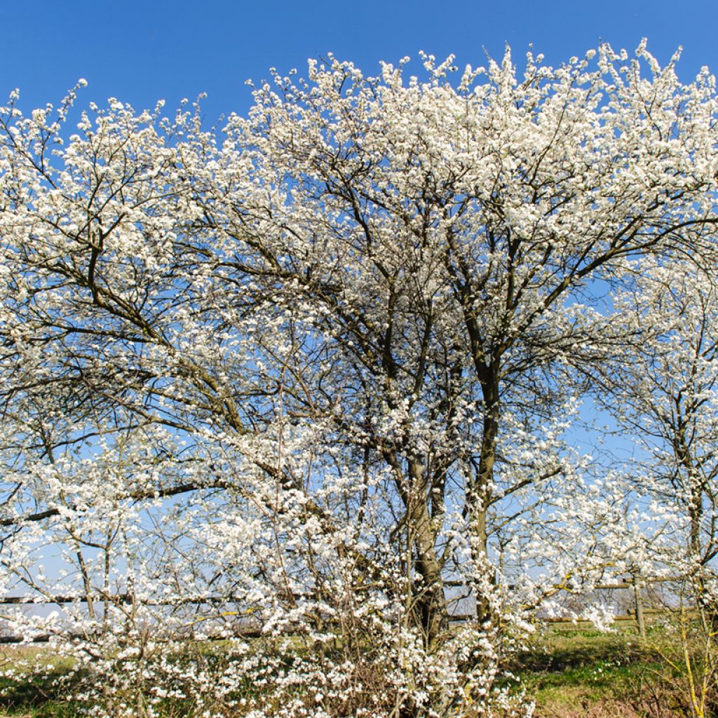 Endrino - Prunus spinosa