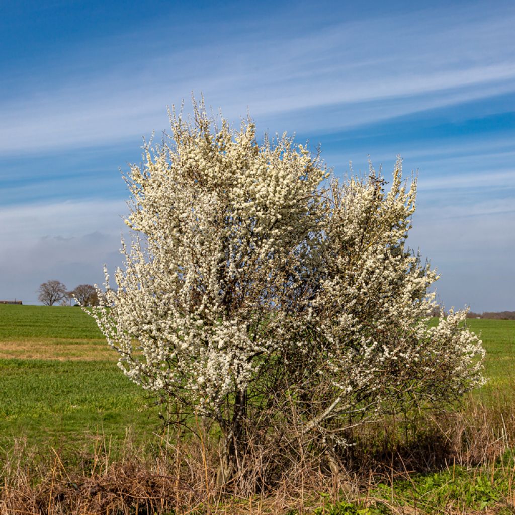 Endrino - Prunus spinosa