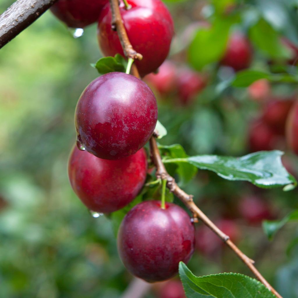 Prunus domestica Opal - Ciruelo europeo