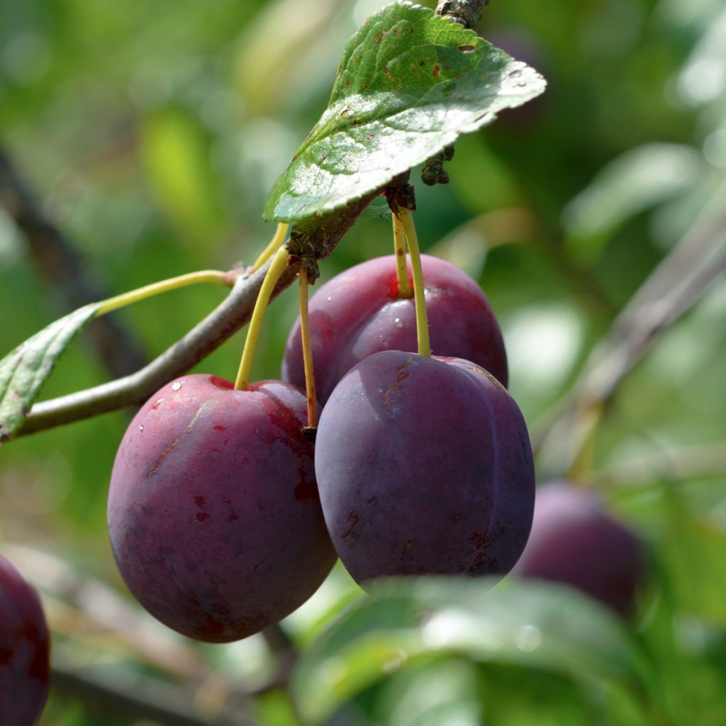 Prunier - Prunus domestica Monsieur Hâtif Buisson en racines nues