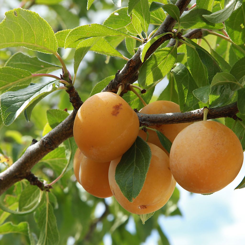 Prunier - Prunus domestica Sainte Catherine Demi-tige en pot de 12l/15l