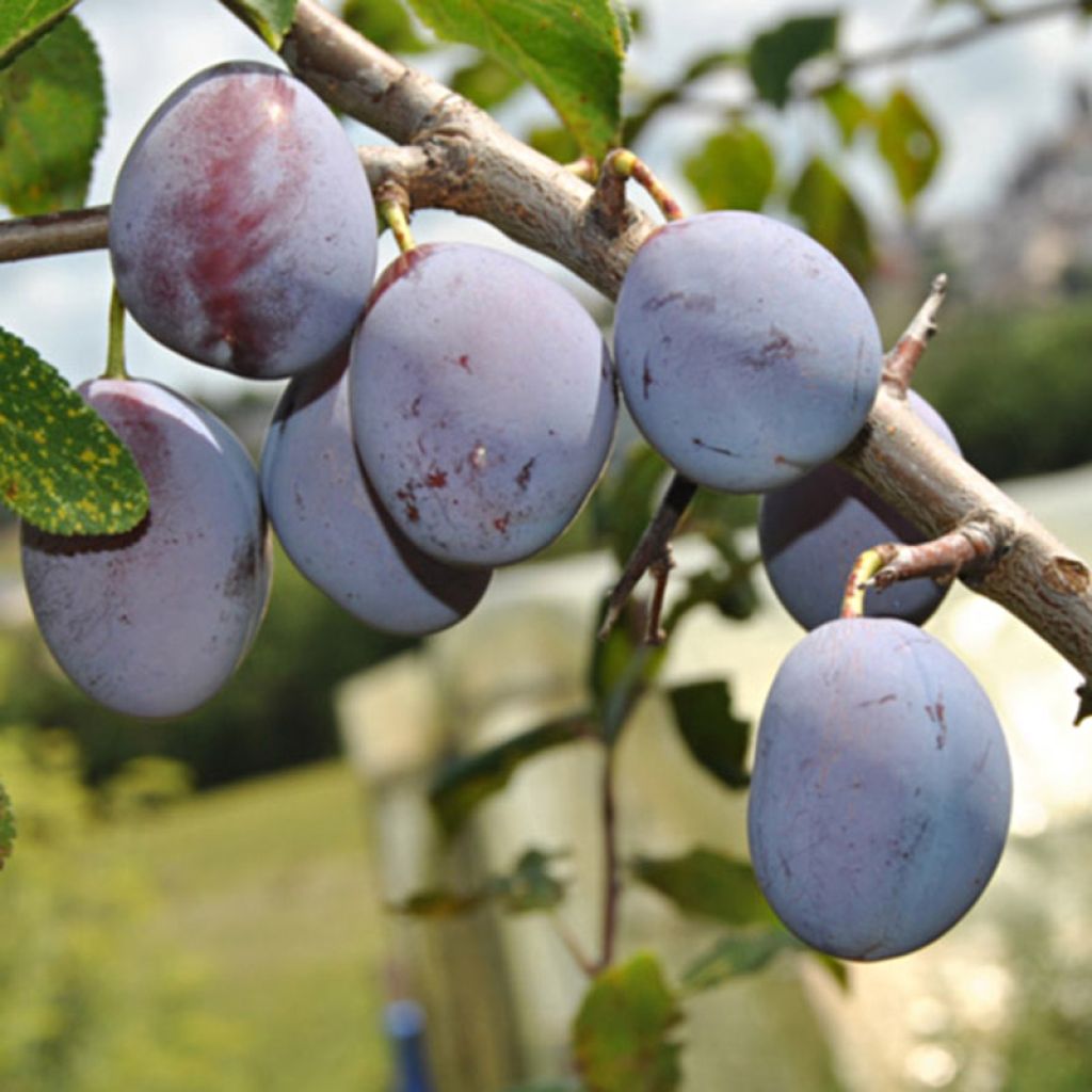 Ciruelo Quetsche d'Alsace