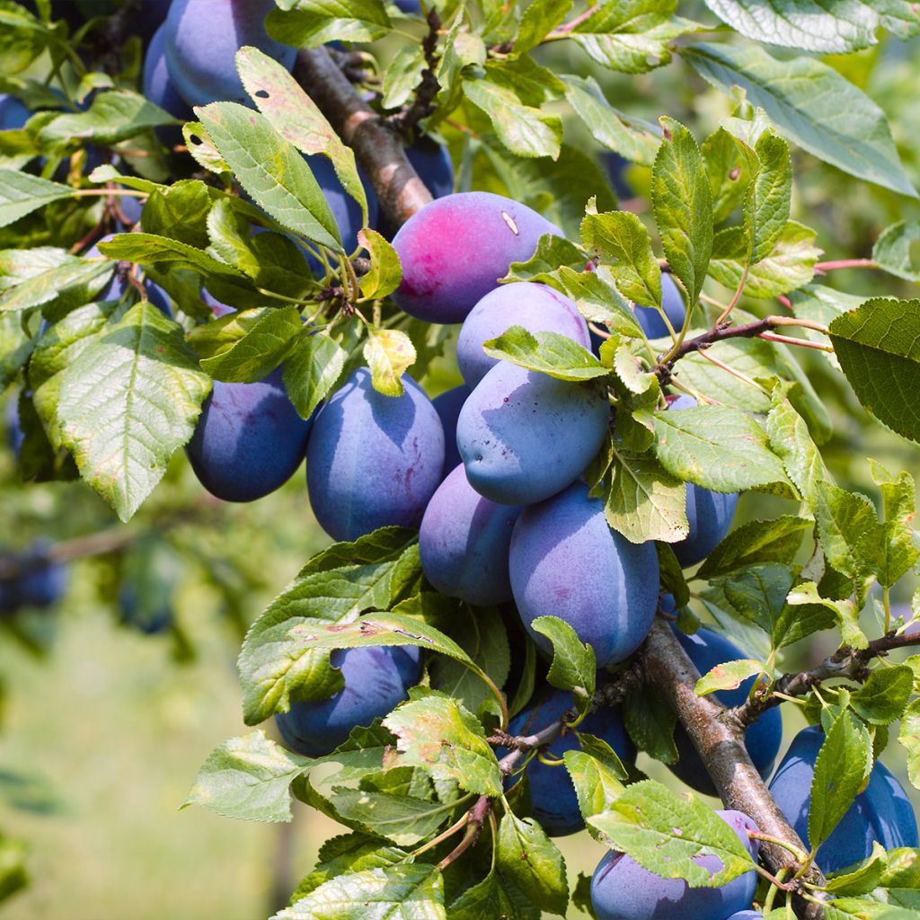 Prunier, Quetsche italienne - Prunus domestica Altesse Double Buisson en racines nues