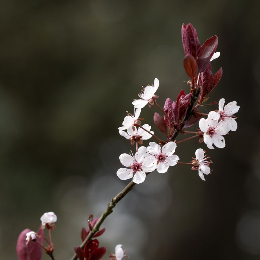 Prunus cerasifera Nigra - Ciruelo de jardín