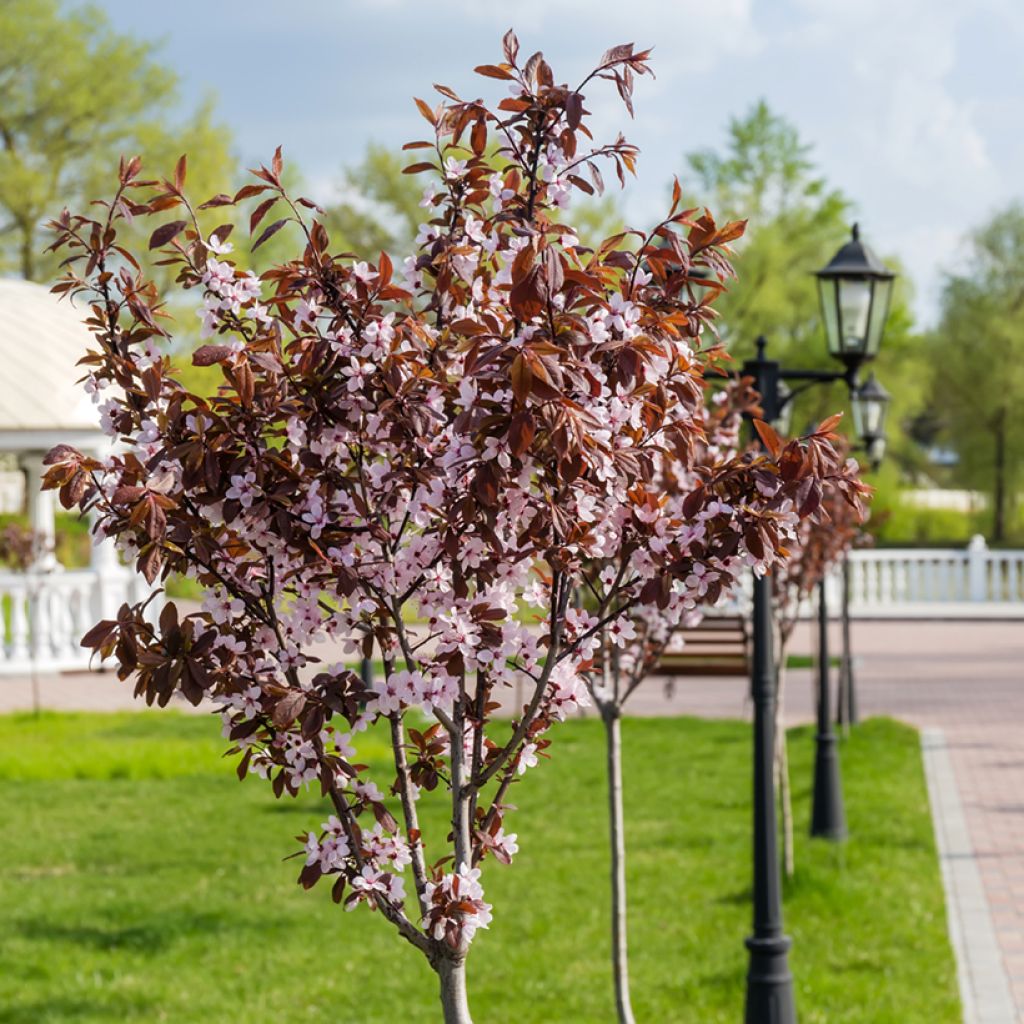 Prunus cerasifera Nigra - Ciruelo de jardín