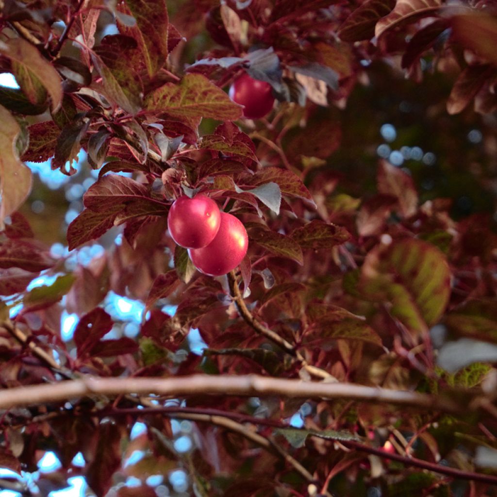 Prunus cerasifera Nigra - Ciruelo de jardín