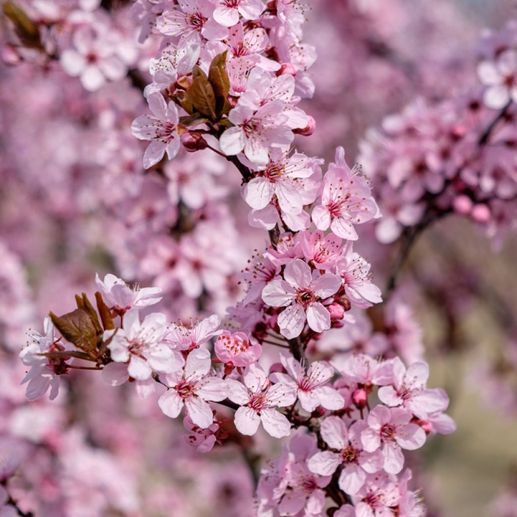 Prunus cerasifera Nigra - Ciruelo de jardín