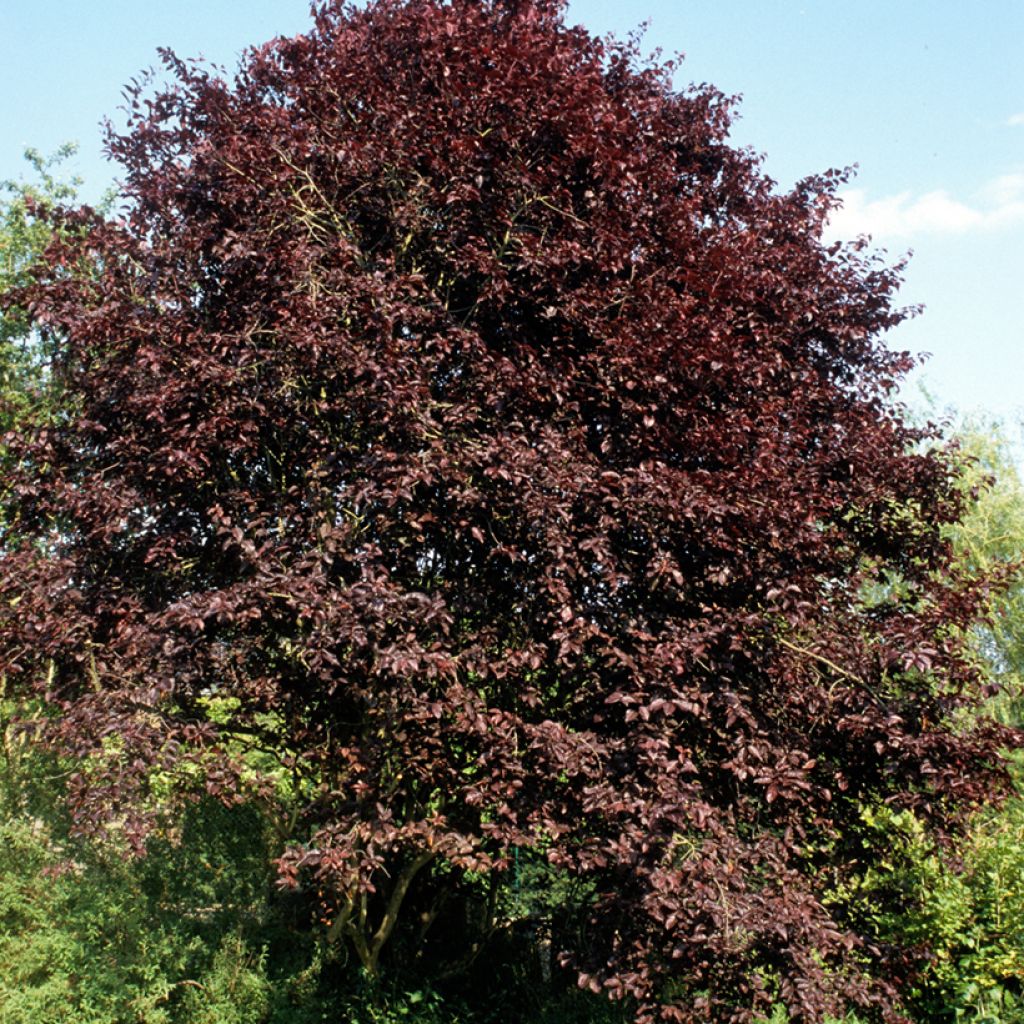 Prunus cerasifera Nigra - Ciruelo de jardín