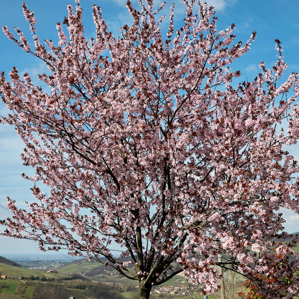 Prunus cerasifera Nigra - Ciruelo de jardín