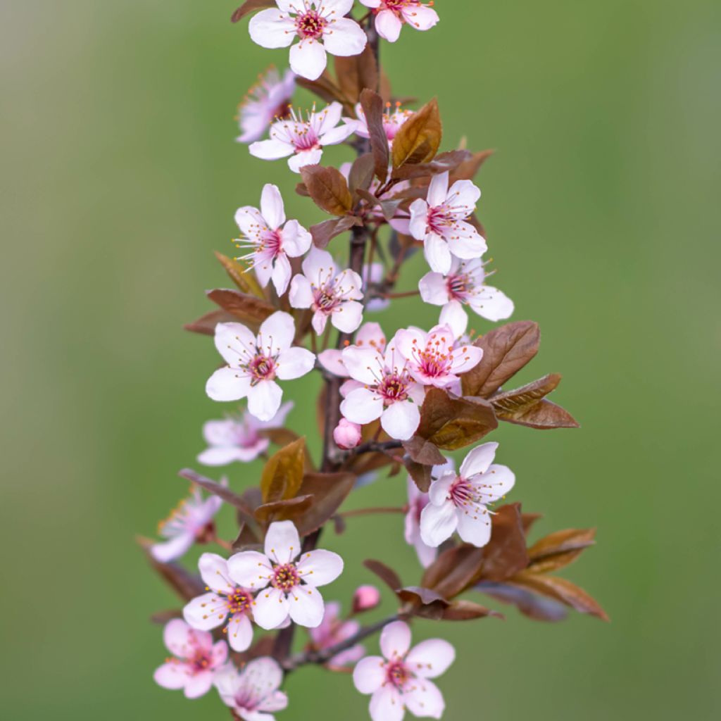 Prunus cerasifera Nigra - Ciruelo de jardín